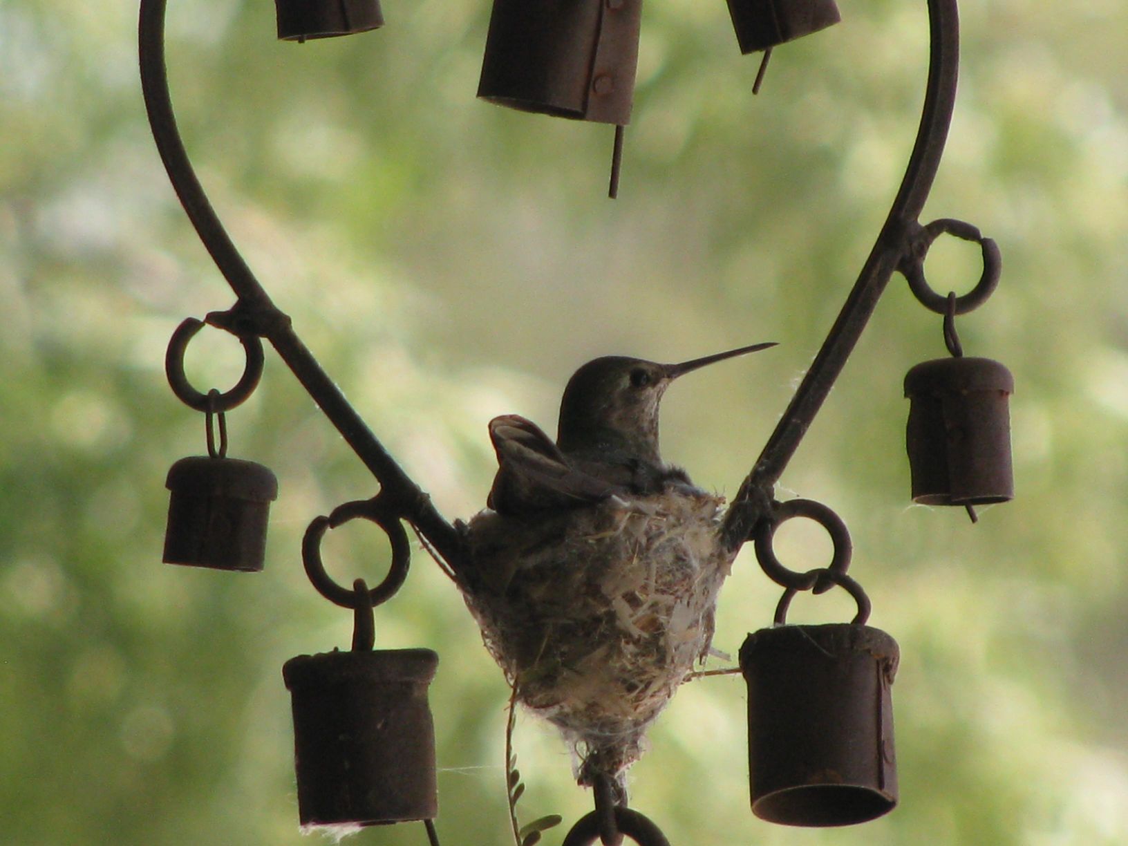 Hummingbirds from backyards and beyond